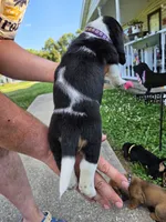 Purple girl, a female Basset Hound for sale in Bedford, IN – 2 of 4