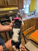 Pink girl, a female Basset Hound for sale in Bedford, IN – 2 of 4