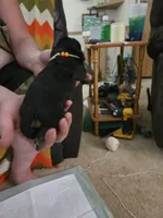 Orange girl, a female Basset Hound for sale in Bedford, IN – 2 of 4