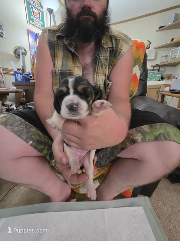 Pink girl – Basset Hound puppy for sale in Bedford, IN