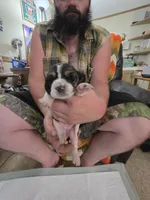 Pink girl, a female Basset Hound for sale in Bedford, IN – 1 of 4