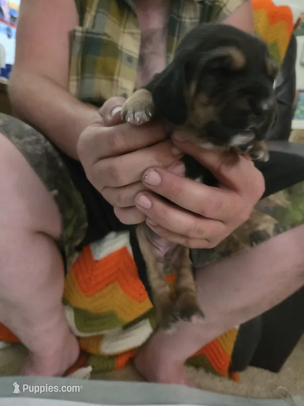 Yellow girl – Basset Hound puppy for sale in Bedford, IN