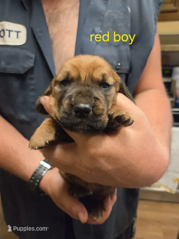 Red Boy – Basset Hound puppy for sale in Bedford, IN