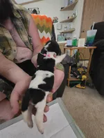 Pink girl, a female Basset Hound for sale in Bedford, IN – 2 of 4
