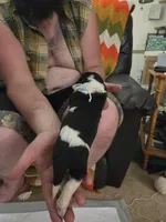 Blue boy, a male Basset Hound for sale in Bedford, IN – 2 of 4