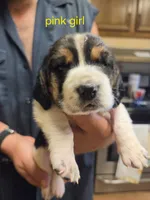 Pink girl, a female Basset Hound for sale in Bedford, IN – 1 of 4