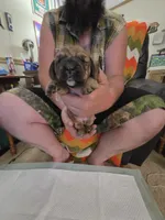 White girl, a female Basset Hound for sale in Bedford, IN – 1 of 4