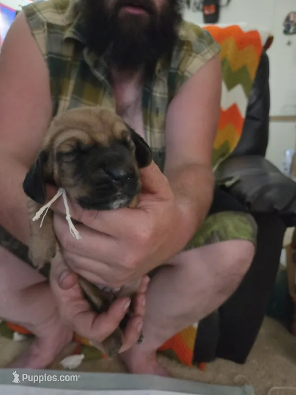 Green boy – Basset Hound puppy for sale in Bedford, IN