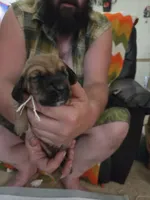 Green boy, a male Basset Hound for sale in Bedford, IN – 1 of 4