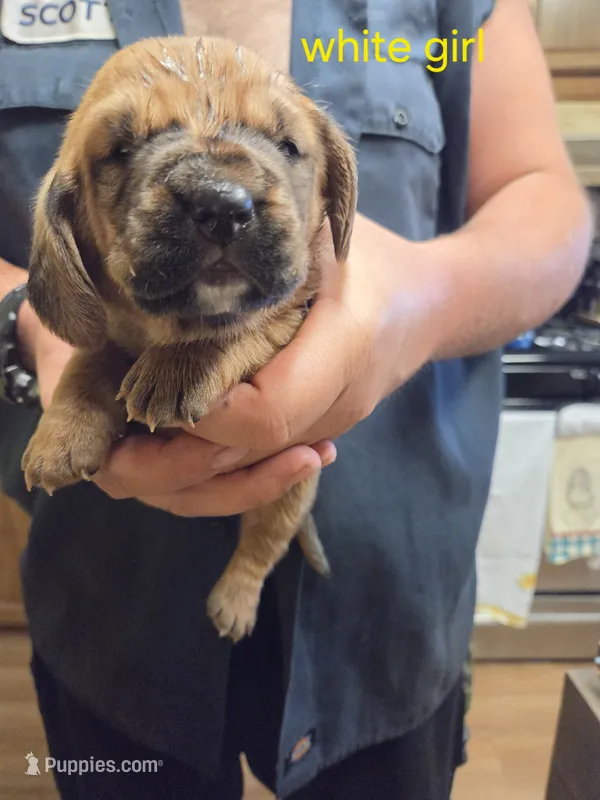 White girl – Basset Hound puppy for sale in Bedford, IN