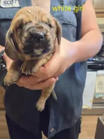White girl, a female Basset Hound for sale in Bedford, IN – 1 of 4