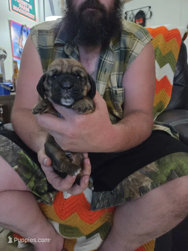 Black boy – Basset Hound puppy for sale in Bedford, IN
