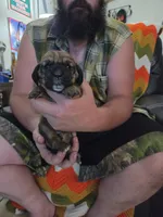 Black boy, a male Basset Hound for sale in Bedford, IN – 1 of 4