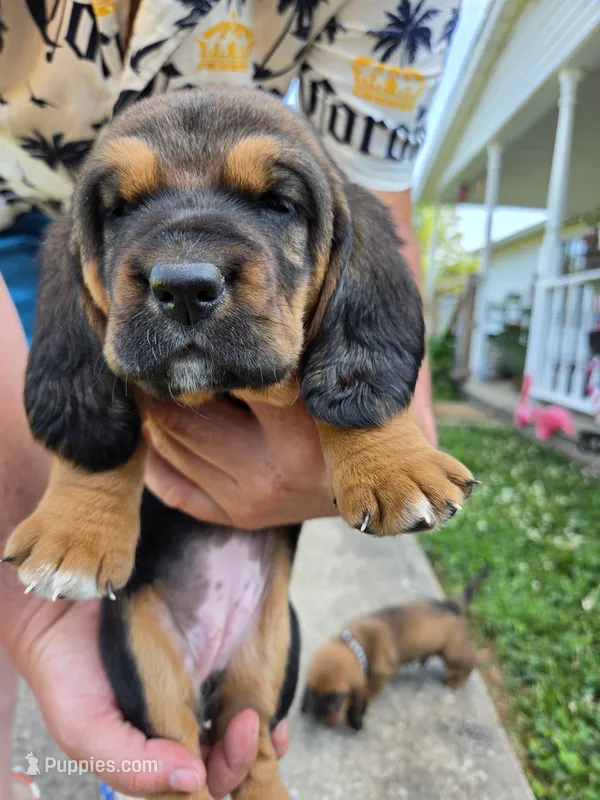 Orange girl – Basset Hound puppy for sale in Bedford, IN