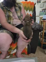 Black boy, a male Basset Hound for sale in Bedford, IN – 2 of 4
