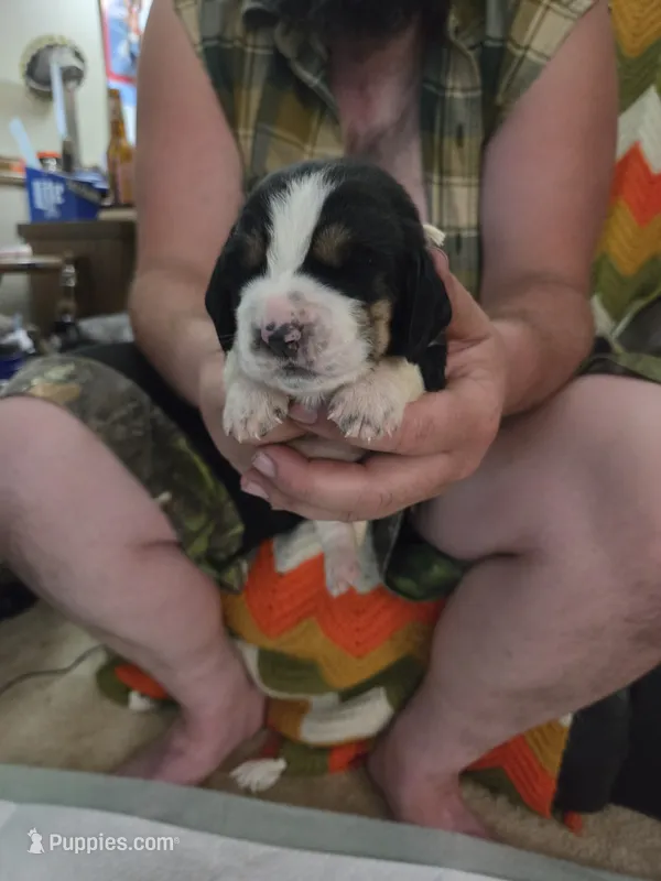 Blue boy – Basset Hound puppy for sale in Bedford, IN