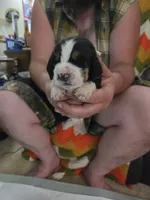 Blue boy, a male Basset Hound for sale in Bedford, IN – 1 of 4
