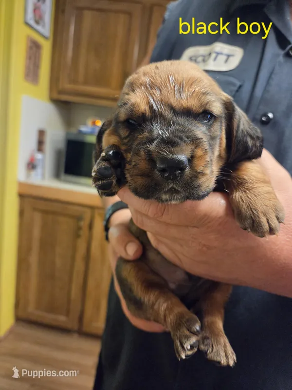 Black boy – Basset Hound puppy for sale in Bedford, IN