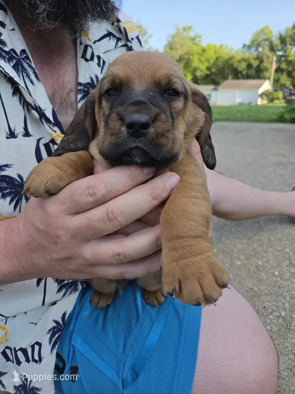 Black boy – Basset Hound puppy on hold in Bedford, IN