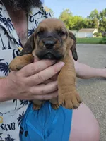 Black boy, a male Basset Hound for sale in Bedford, IN – 1 of 4