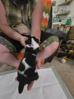 Purple girl, a female Basset Hound for sale in Bedford, IN – 2 of 4