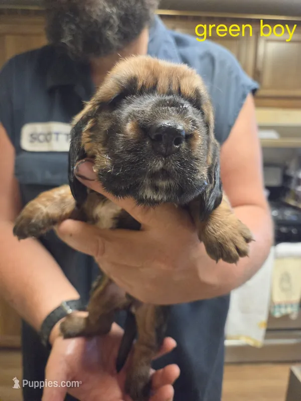 Green boy – Basset Hound puppy for sale in Bedford, IN