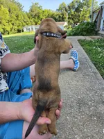 Black boy, a male Basset Hound for sale in Bedford, IN – 2 of 4