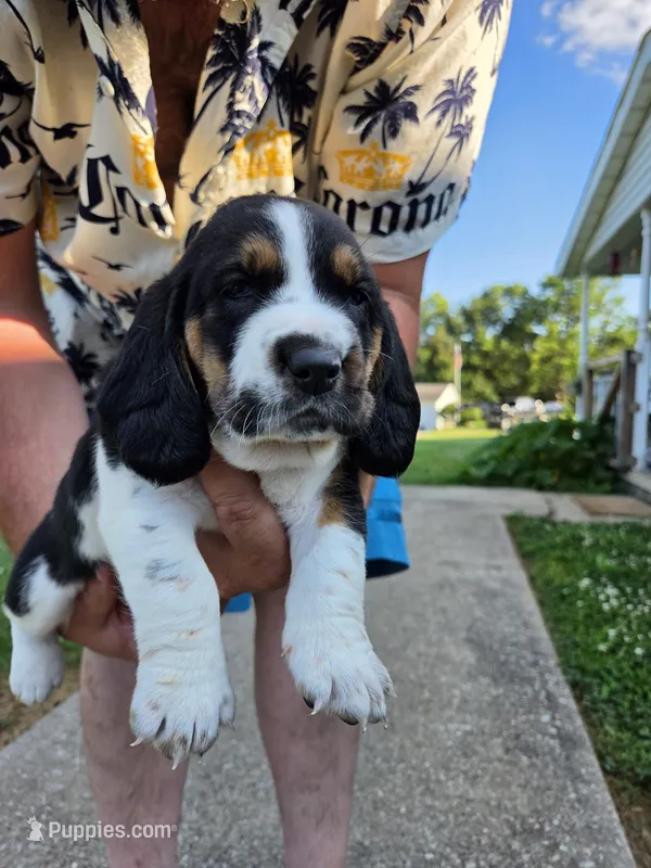 Purple girl – Basset Hound puppy for sale in Bedford, IN