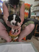 Purple girl, a female Basset Hound for sale in Bedford, IN – 1 of 4