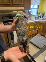 Green boy, a male Basset Hound for sale in Bedford, IN – 2 of 4