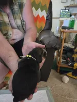 Yellow girl, a female Basset Hound for sale in Bedford, IN – 2 of 4