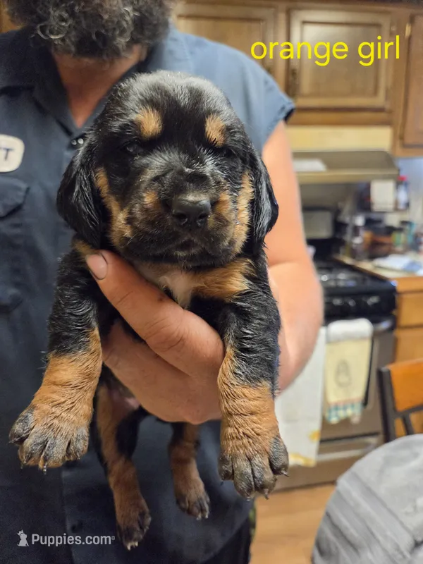 Orange girl – Basset Hound puppy for sale in Bedford, IN