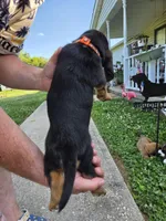 Orange girl, a female Basset Hound for sale in Bedford, IN – 2 of 4