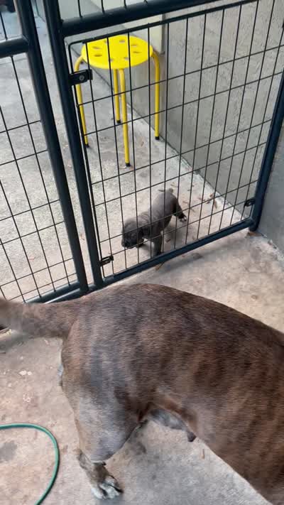 Female, a female Cane Corso for sale in Ocala, FL – 8 of 8