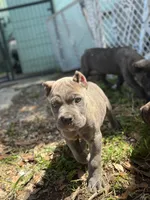 Porsche, a female Cane Corso for sale in Largo, FL – 6 of 8