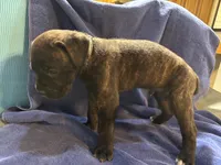 Clyde, a male Cane Corso for sale in Ocala, FL – 6 of 7