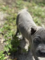 Porsche, a female Cane Corso for sale in Largo, FL – 7 of 8