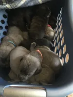 Female, a female Cane Corso for sale in Ocala, FL – 3 of 8