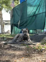 Porsche, a female Cane Corso for sale in Largo, FL – 2 of 8
