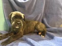Clyde, a male Cane Corso for sale in Ocala, FL – 1 of 7