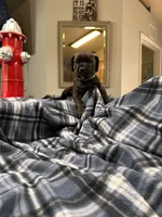 Clyde black brindle, a male Cane Corso for sale in Ocala, FL – 2 of 7