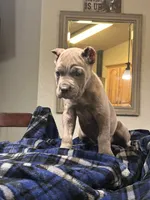 Porsche, a female Cane Corso for sale in Largo, FL – 8 of 8
