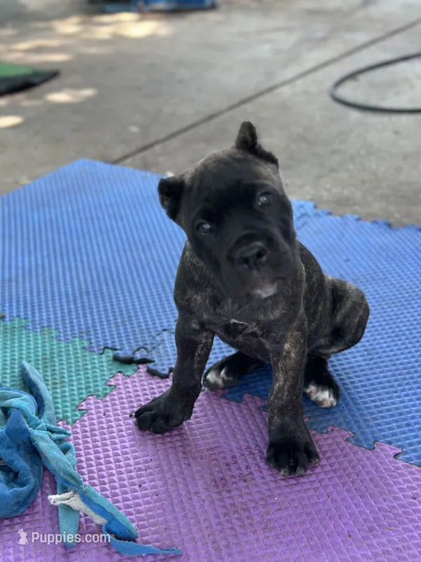 Clyde black brindle – Cane Corso puppy on hold in Largo, FL