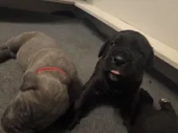 Rocky, a male Cane Corso for sale in Ocala, FL – 5 of 6