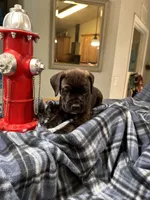 Clyde black brindle, a male Cane Corso for sale in Ocala, FL – 3 of 7