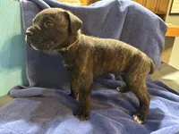 Clyde, a male Cane Corso for sale in Ocala, FL – 7 of 7