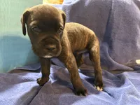 Clyde, a male Cane Corso for sale in Ocala, FL – 5 of 7