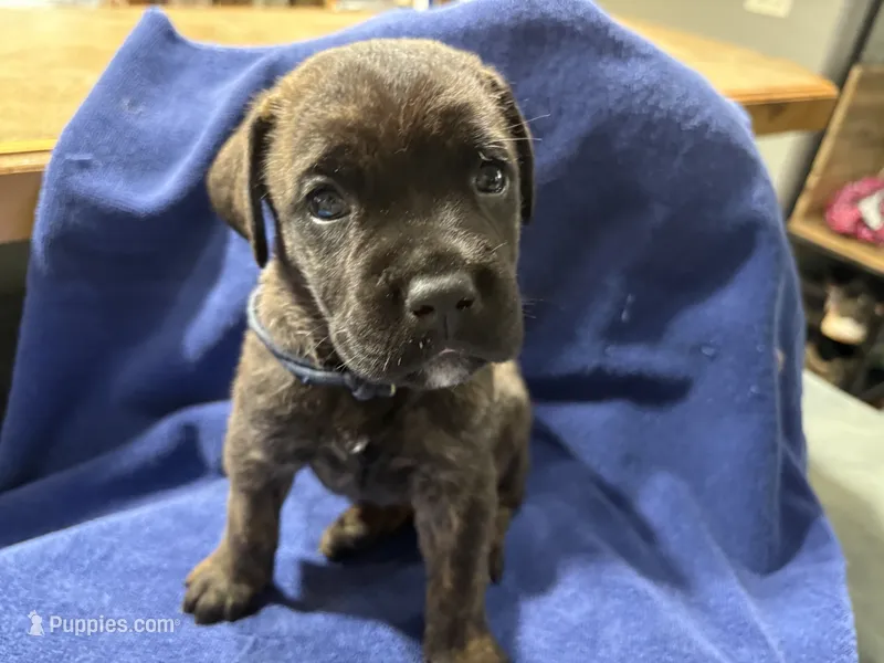 Female – Cane Corso puppy for sale in Ocala, FL