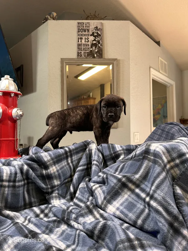 Clyde black brindle – Cane Corso puppy for sale in Ocala, FL