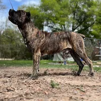 Rocky, a male Cane Corso for sale in Ocala, FL – 4 of 6